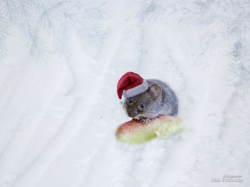 Хозяюшка спешит