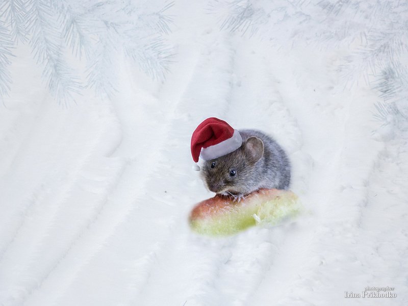 фотоарт, мышка, Новый год, зима Хозяюшка спешит фото превью