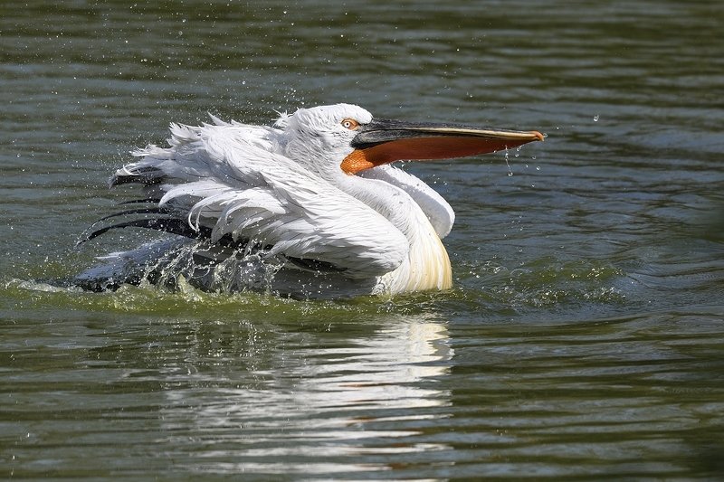 птицы birds Pelecanus фото превью