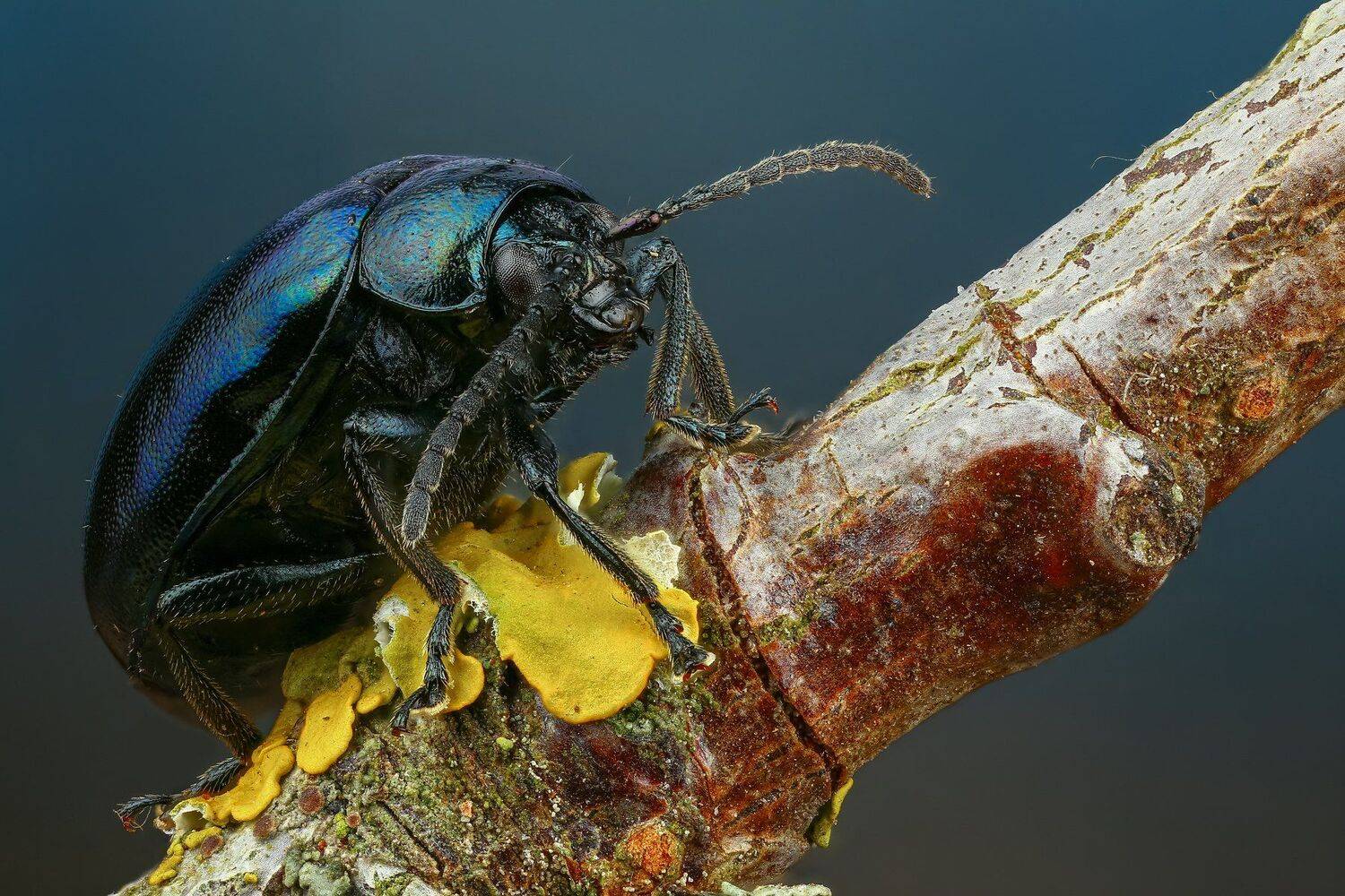 жук макро природа усы цвет синий ветка, Андрей Шаповалов