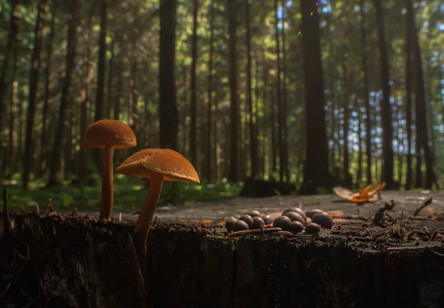 грибочки, вольчье вымя, ликогала, еловый лес, пень в лесу, Ликогала древесинная, Lycogala epidendrum, Ксения Соварцева