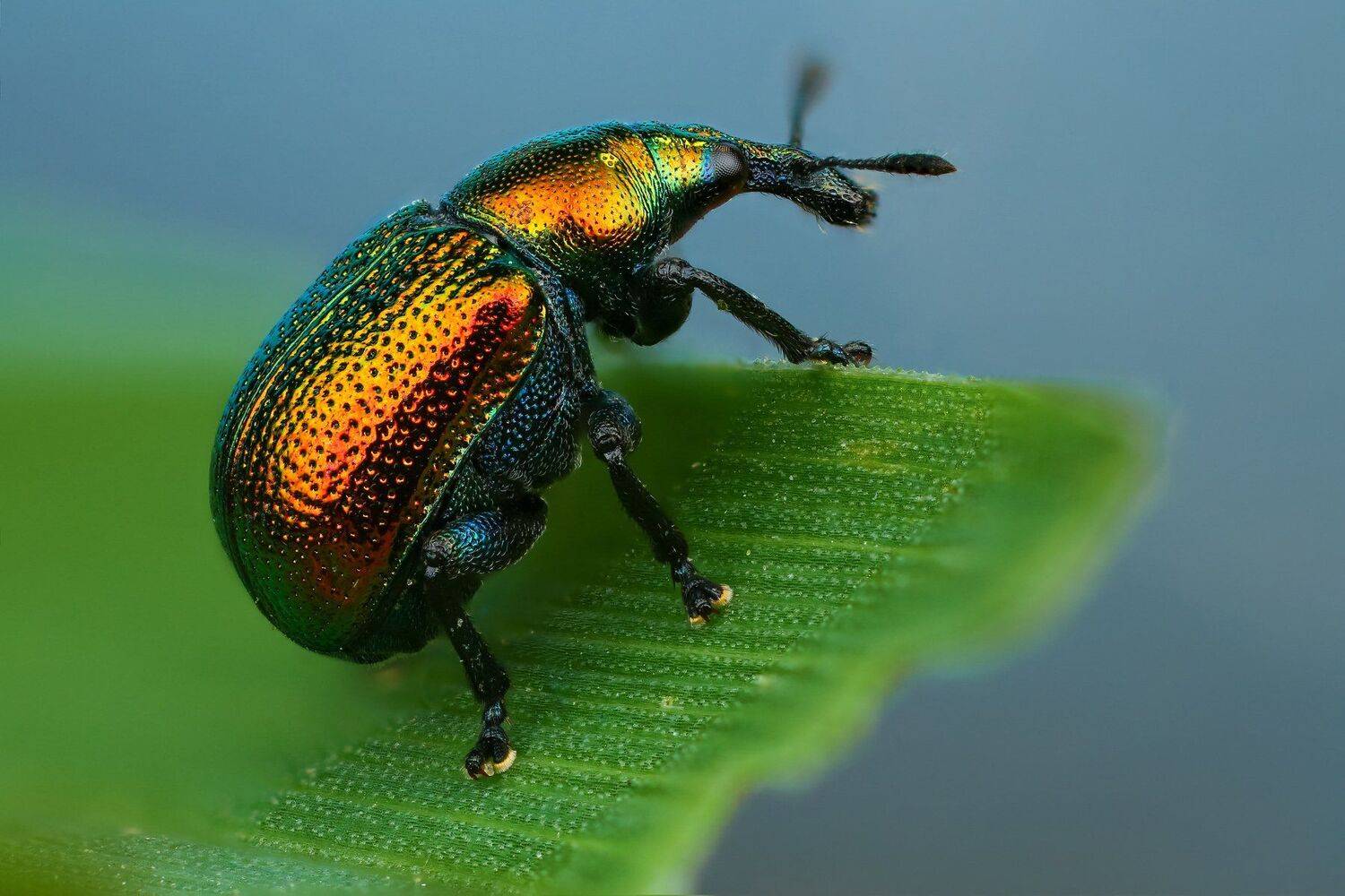 жук макро природа усы цвет зеленый растение голубой, Андрей Шаповалов