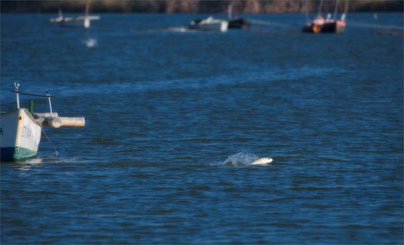 рыбы, озеро, вода, лодки, юмор Пока рыбаки празднуют Новый год фото превью