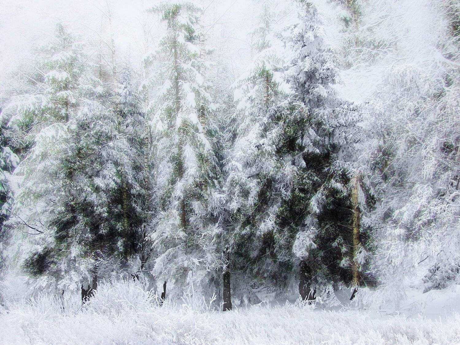 spruces,  winter, forest, snow, nature, natural,photography, beautiful, landscape,outdor, rural,road,, DZINTRA REGINA JANSONE