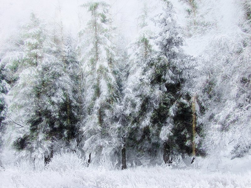 spruces,  winter, forest, snow, nature, natural,photography, beautiful, landscape,outdor, rural,road, winters forest фото превью