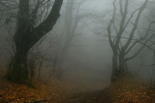 Осенний лес