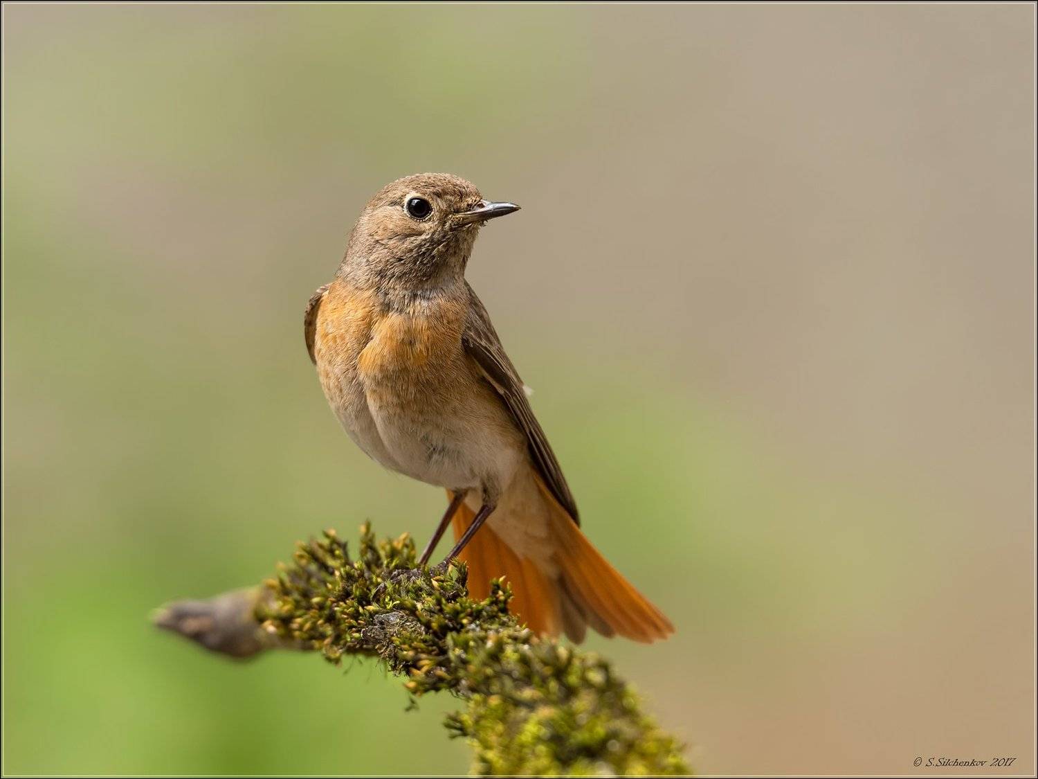 , Сергей Сильченков