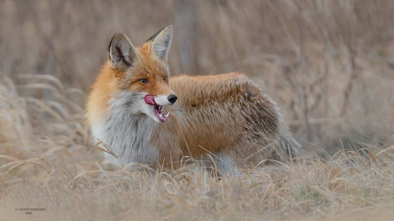 , Валерий Субачев