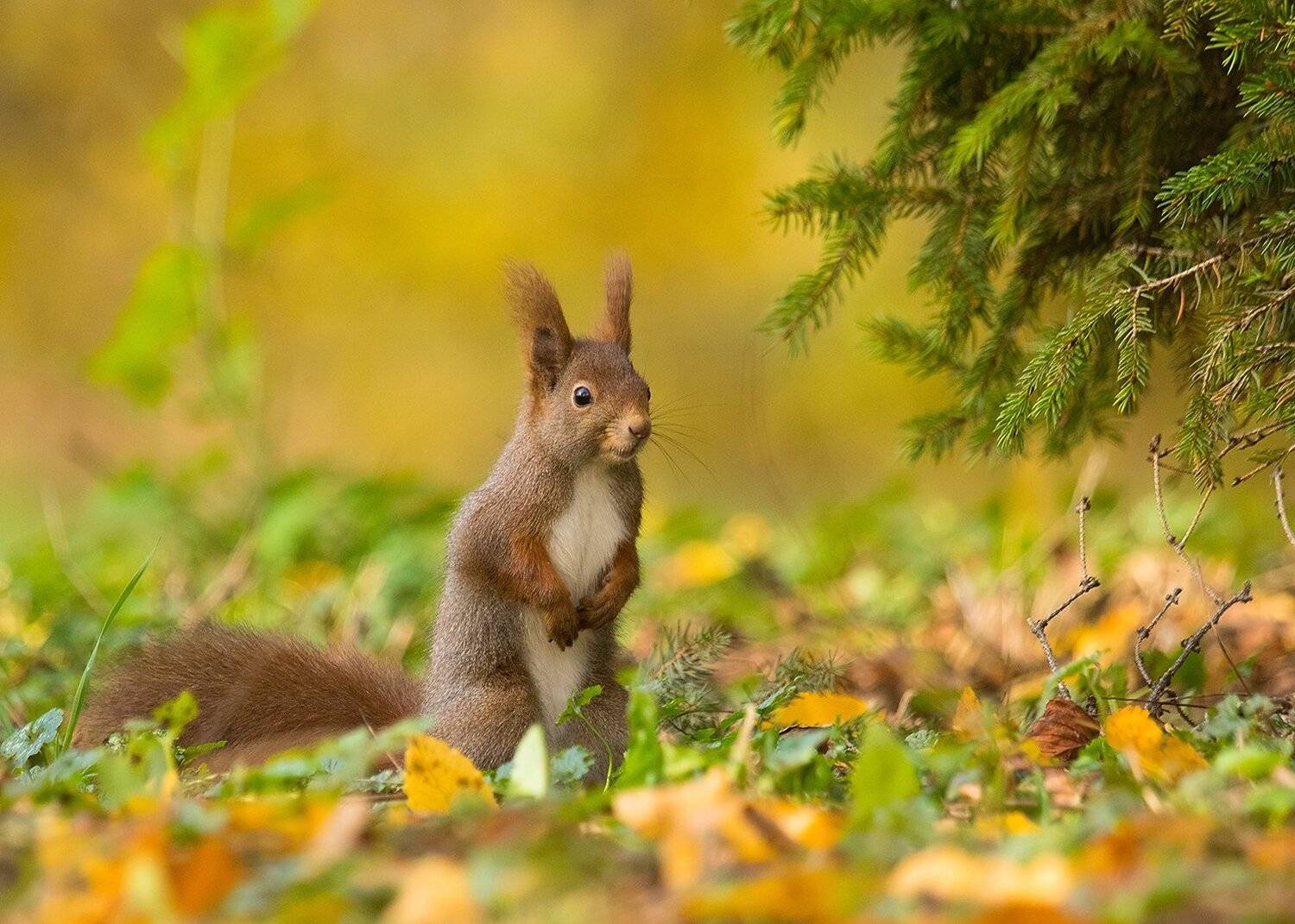 Squirrel. Автор: Robert Adamec , Robert Adamec