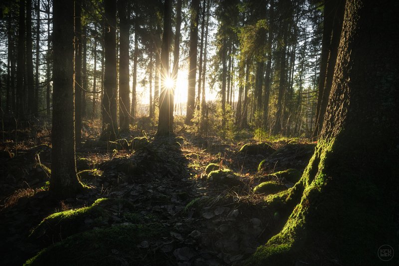 карелия, лес, кирьявалахти, Побережье Кирьявалахти фото превью