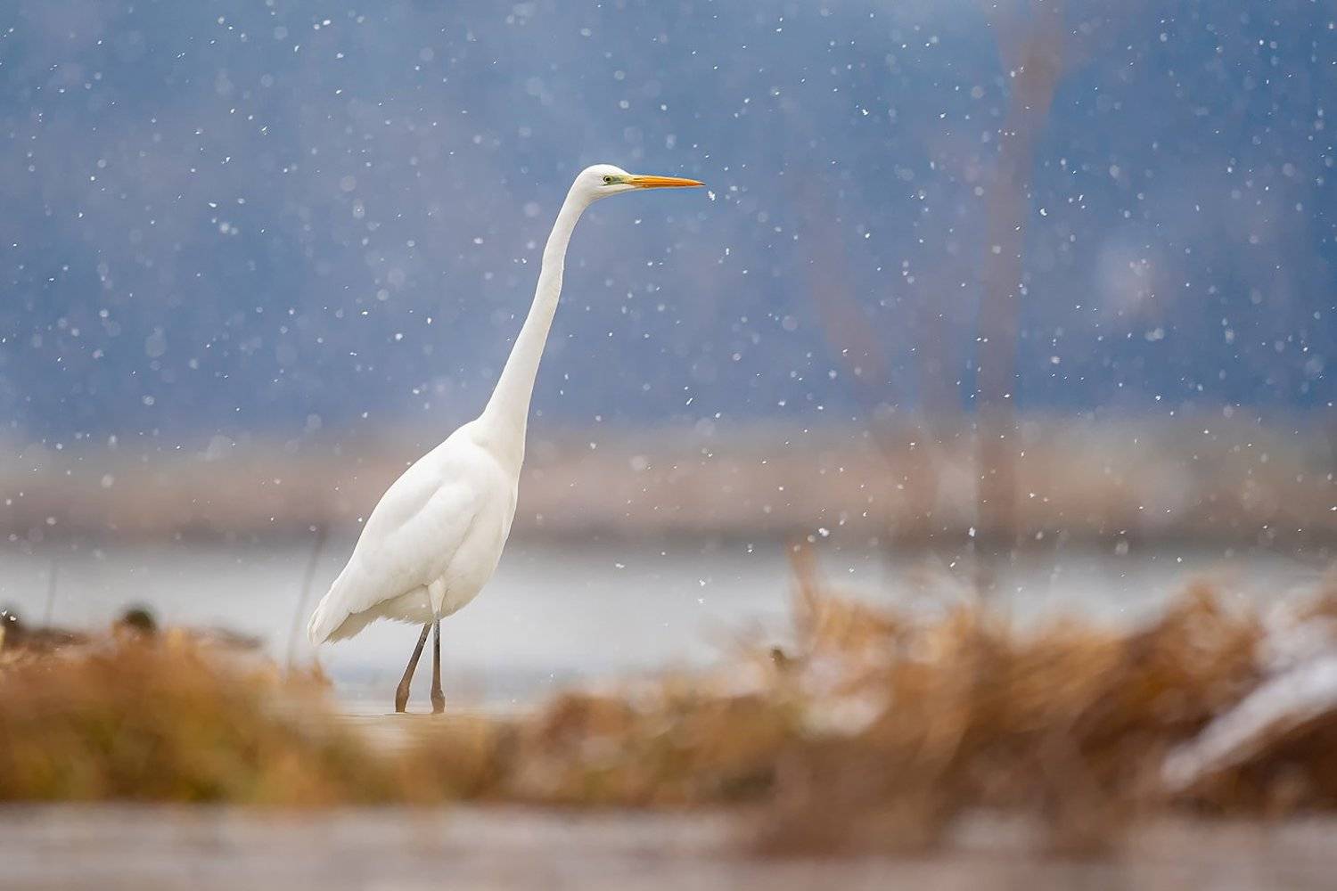 bird, nature, poland, heron, animal, snow, nikon, sigma, sigma500, sigmafotopolska, Grzegorz Dąbek