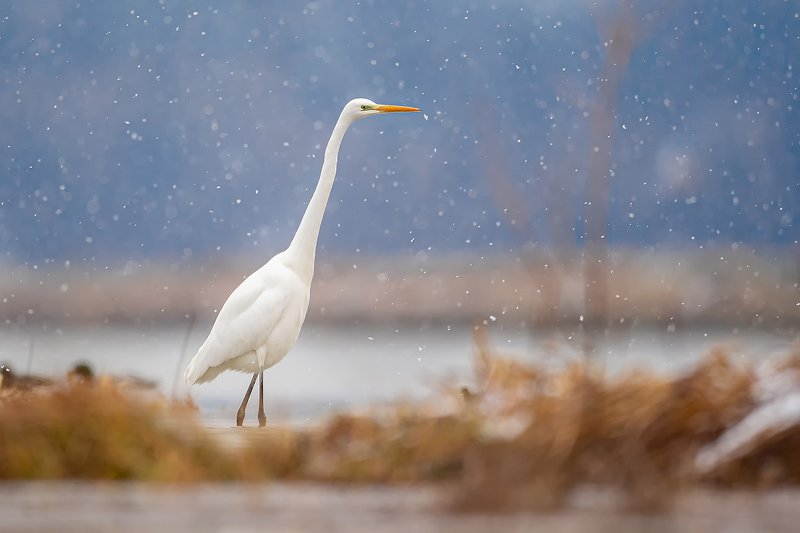 bird, nature, poland, heron, animal, snow, nikon, sigma, sigma500, sigmafotopolska With snow фото превью