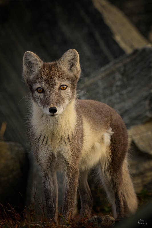 Arctic fox фото превью