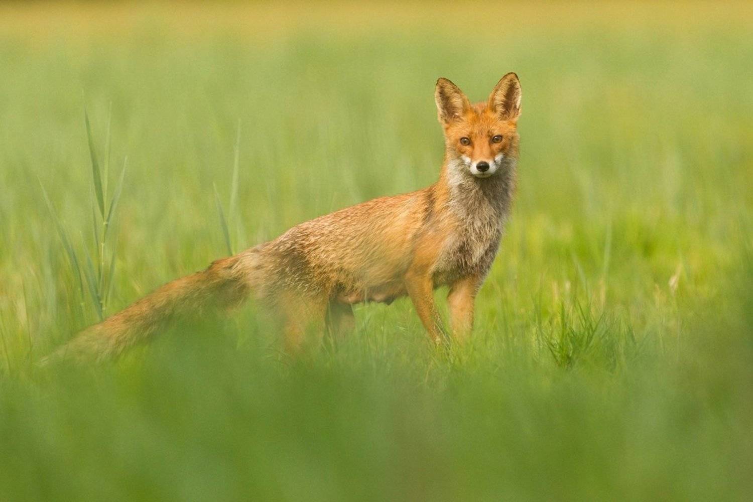 , Janina J?drzejewska-Szombara