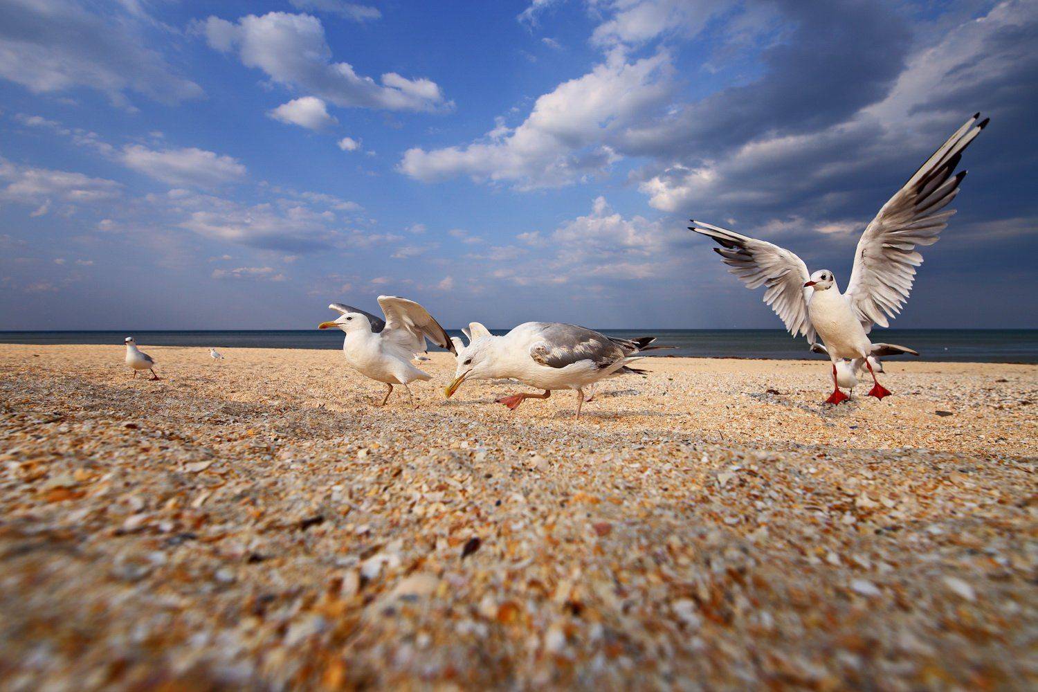 хохотунья, larus, cachinnans, озерная, чайка, chroicocephalus, ridibundus, азовское, море, пляж, Sergii Markov
