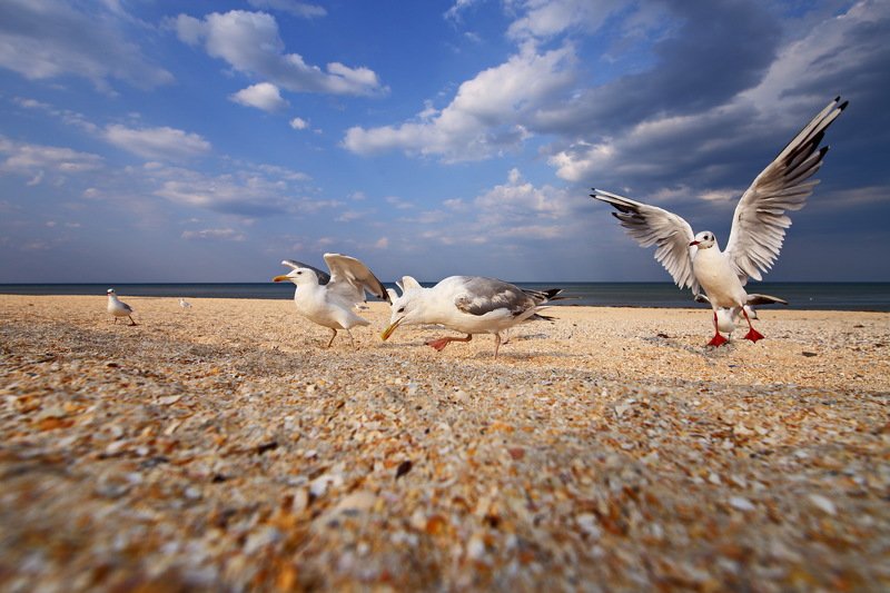 хохотунья, larus, cachinnans, озерная, чайка, chroicocephalus, ridibundus, азовское, море, пляж Поналетели фото превью