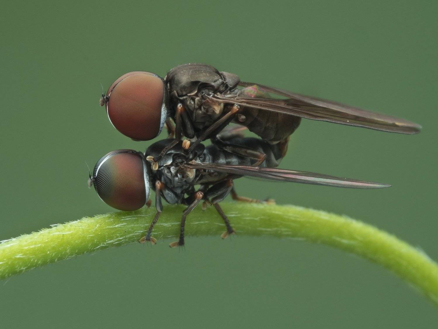 #macro#mating#colors, Choo How Lim