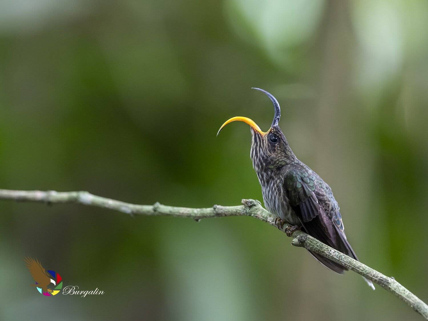 , Fernando Burgalin Sequeira