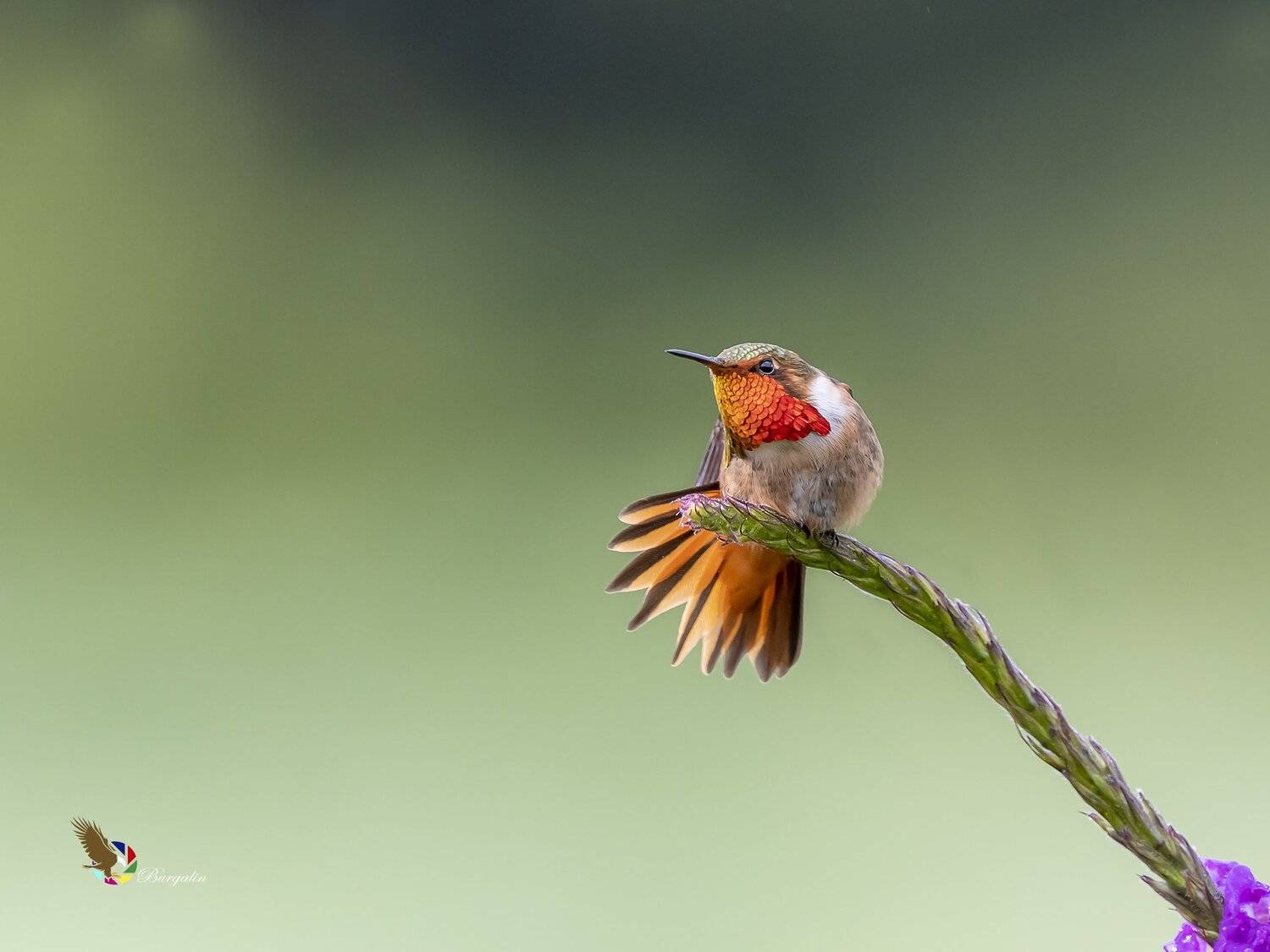 , Fernando Burgalin Sequeira