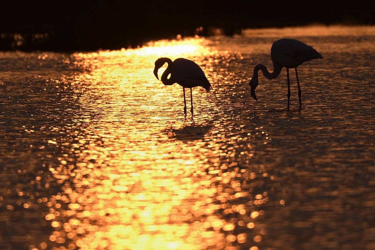 птицы birds, Jaroslav Mego