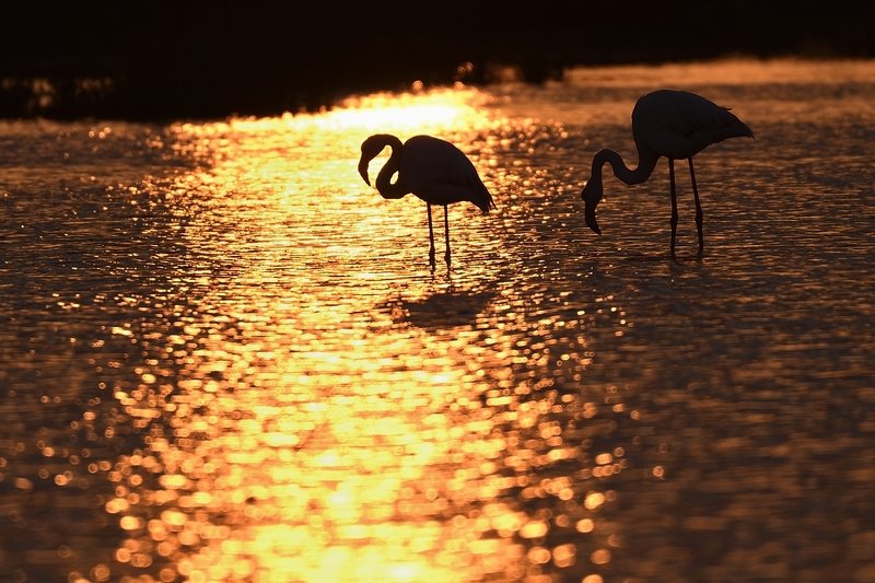 птицы birds Phoenicopterus roseus фото превью