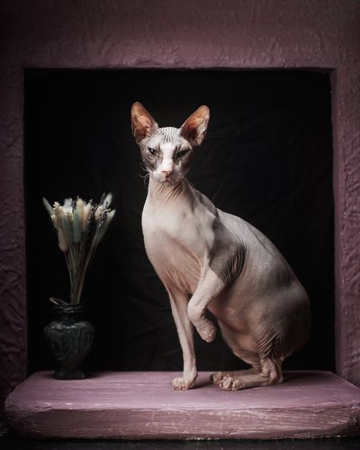 Sphinxes in a still life (Сфинксы в натюрморте)