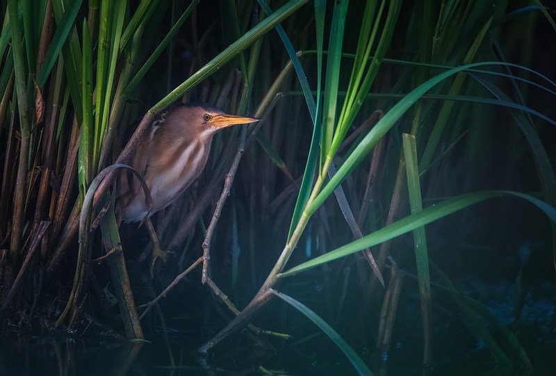 В засаде фото превью