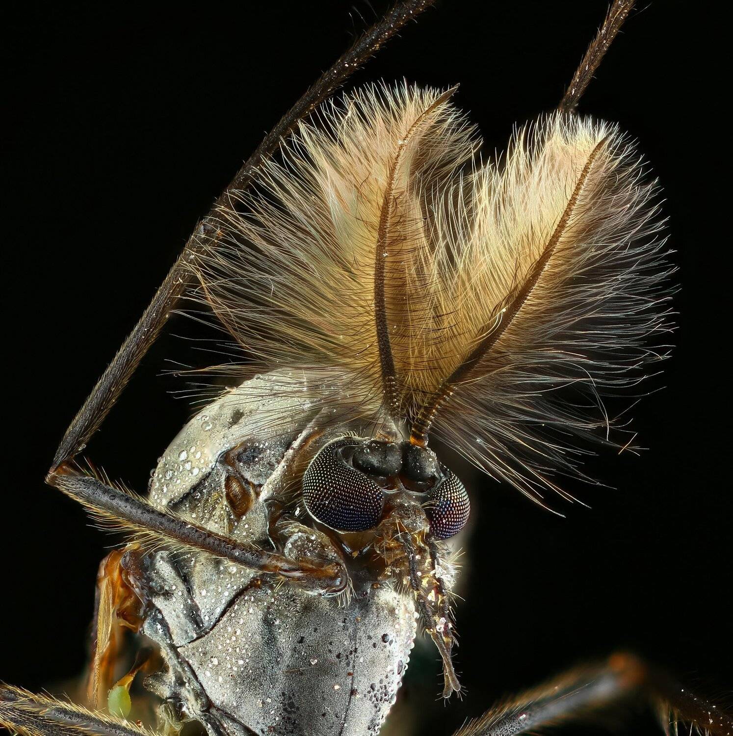 комар,макро.природа,усы,цвет,портрет,черный, Андрей Шаповалов