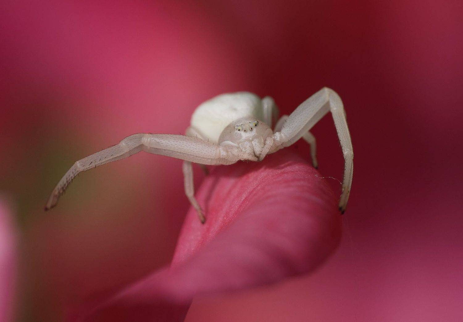 , Сергей Харитон