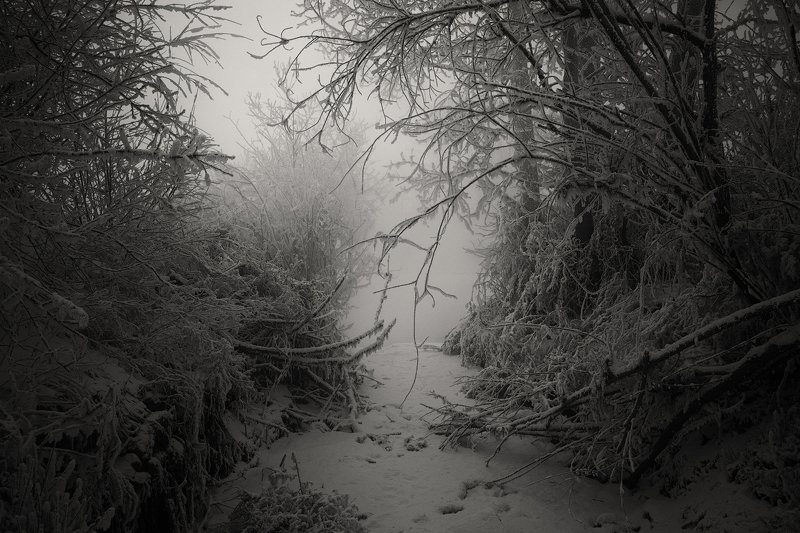 Тропинка в туманную лощину фото превью