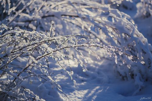 Новогодние подарки природы