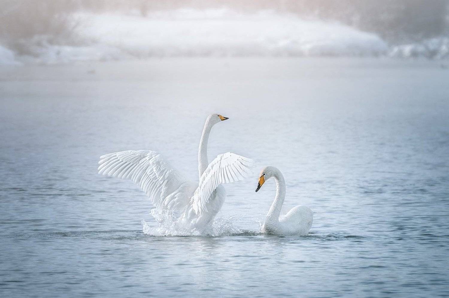 Лебеди, Озеро Светлое ,  Natalya