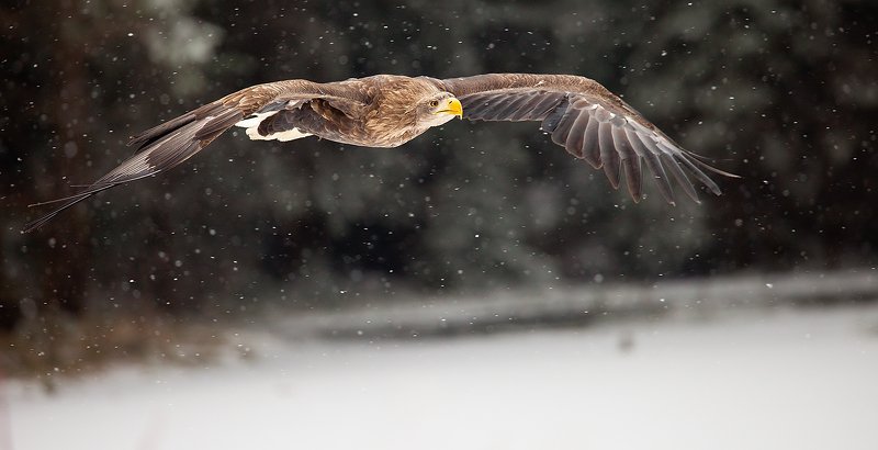 Sea Eagle фото превью