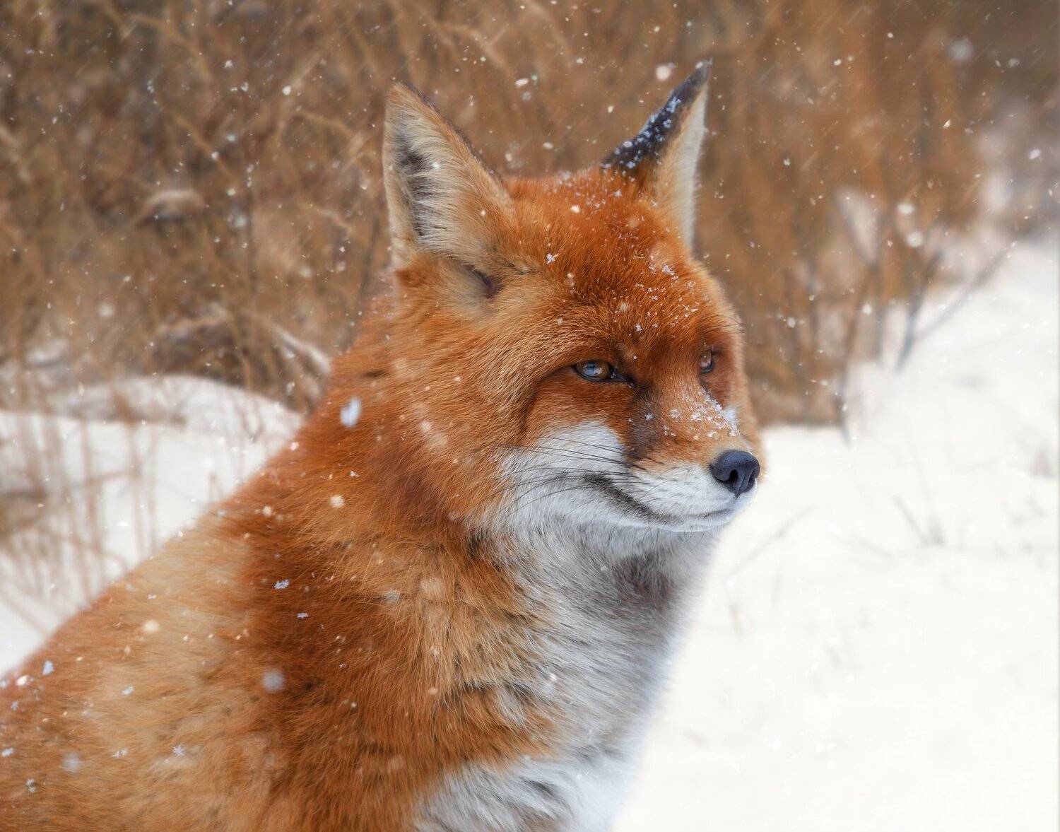 лиса, Олег Богданов