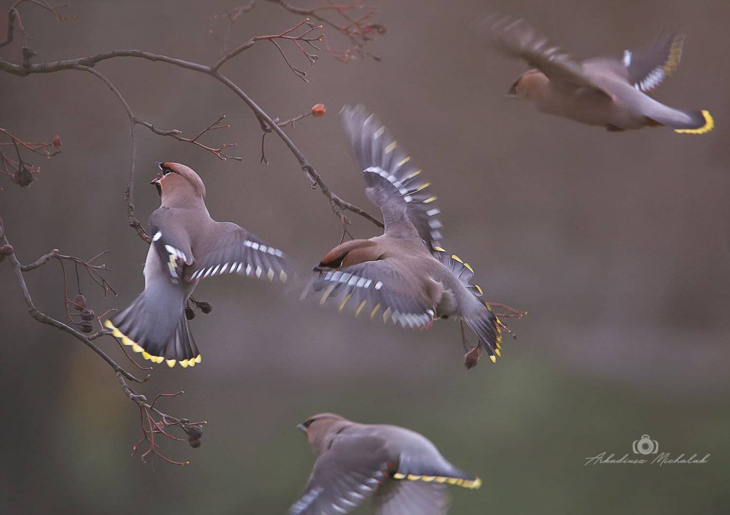 , Arkadiusz Michalak