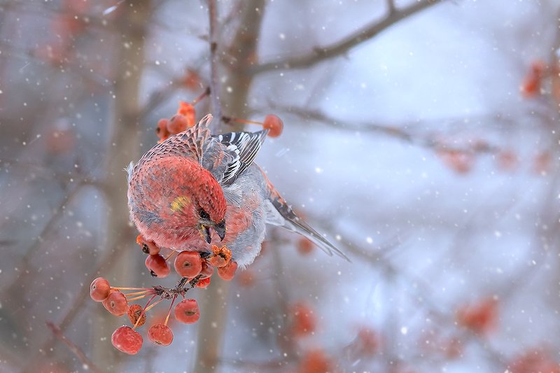 Щур фото превью