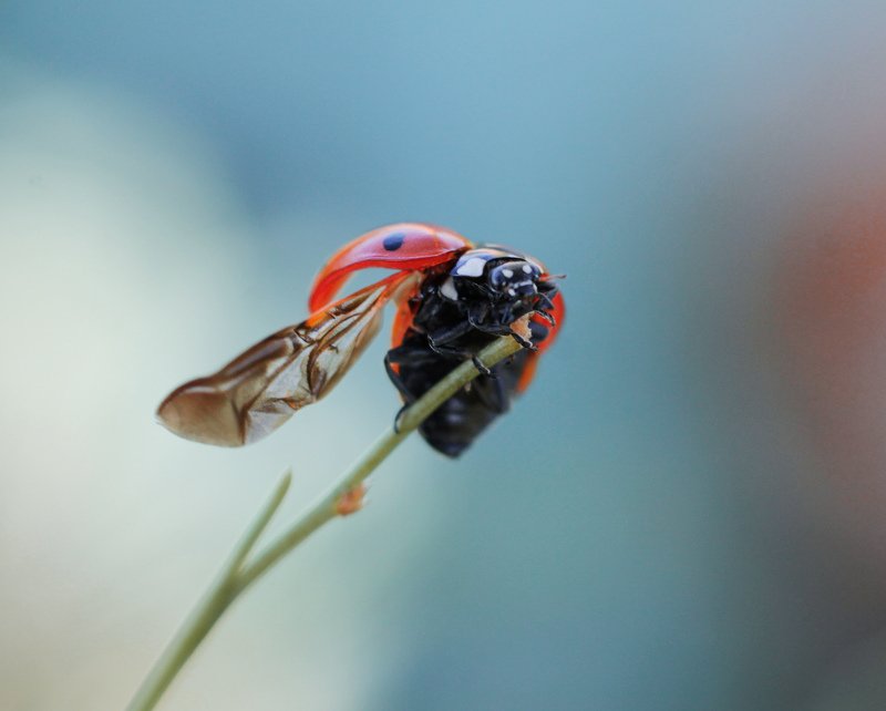 макро, природа, nature, macro, насекомые, insect, ladybug, божьякоровка  фото превью