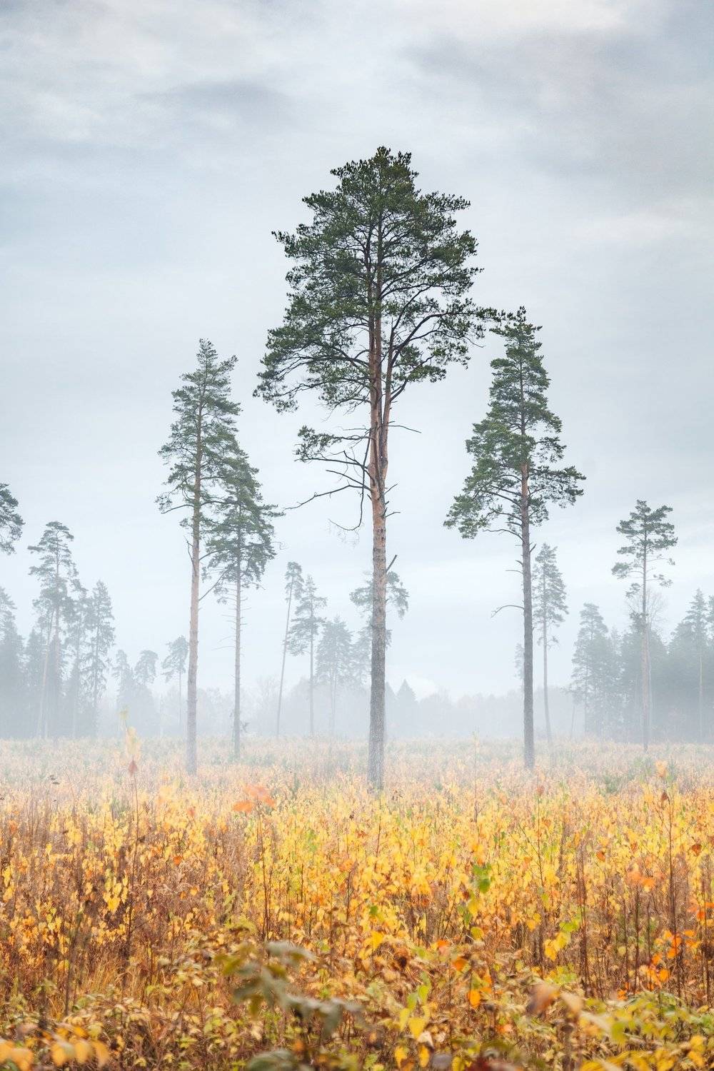 , Элина Хван