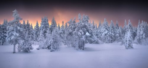 В сказочном лесу