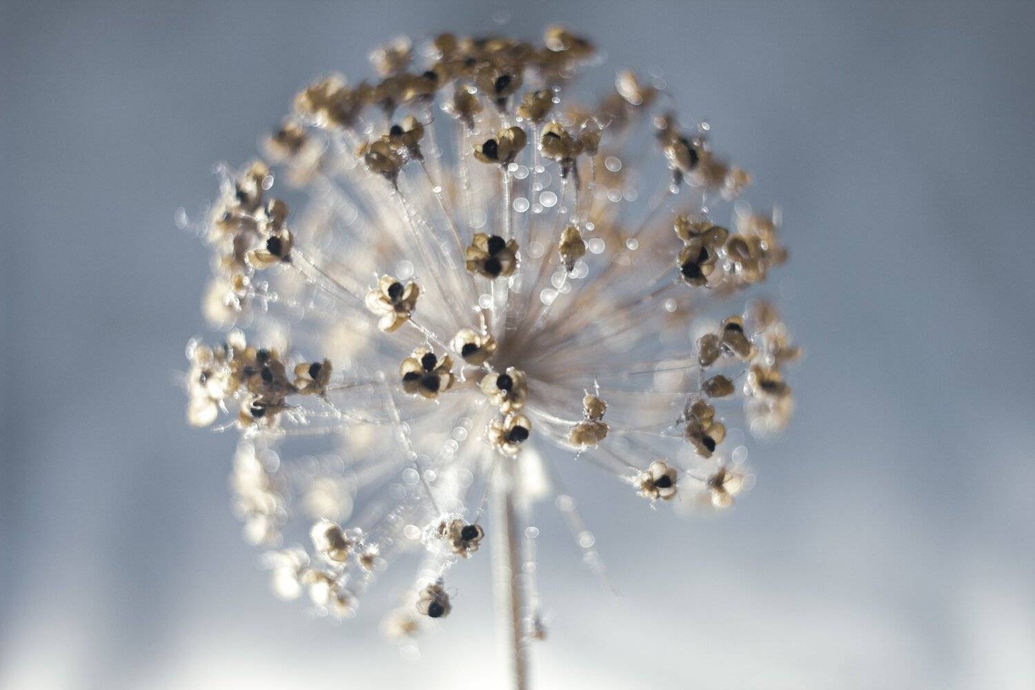 , Зоя Малхова