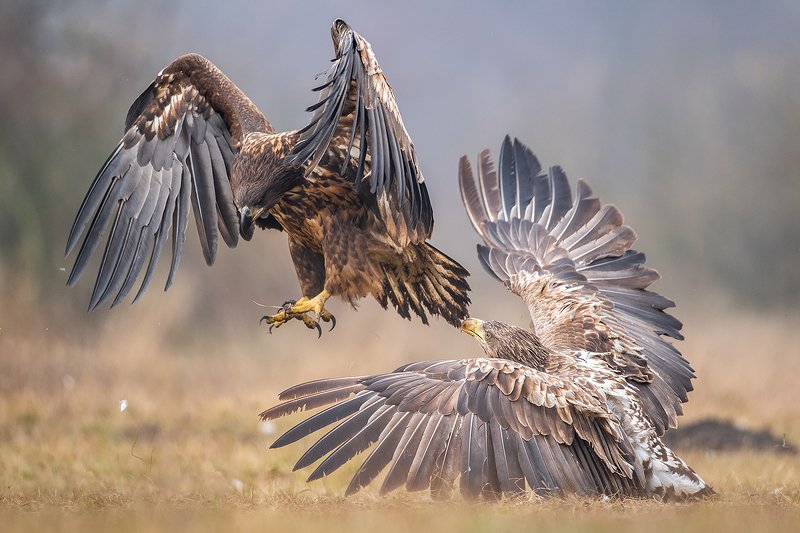 bird, nature, poland, eagle, animal, snow, nikon Eagles fight фото превью