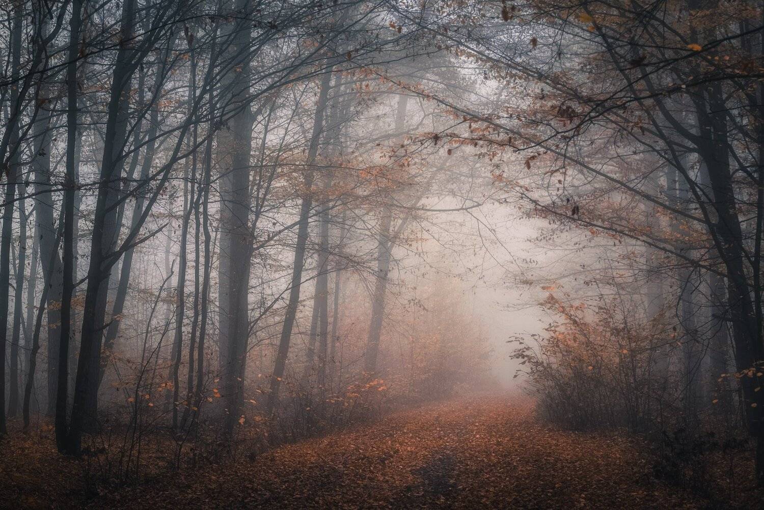 Foggy woodland. Автор: Michał Tomczak , Michał Tomczak