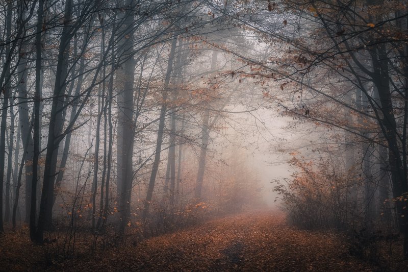 Foggy woodland фото превью