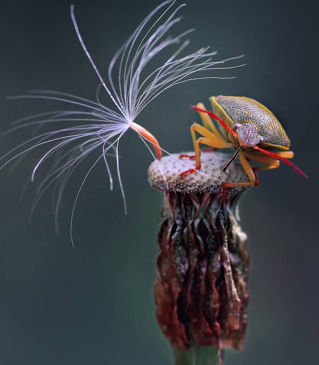 , Галина Горькавая