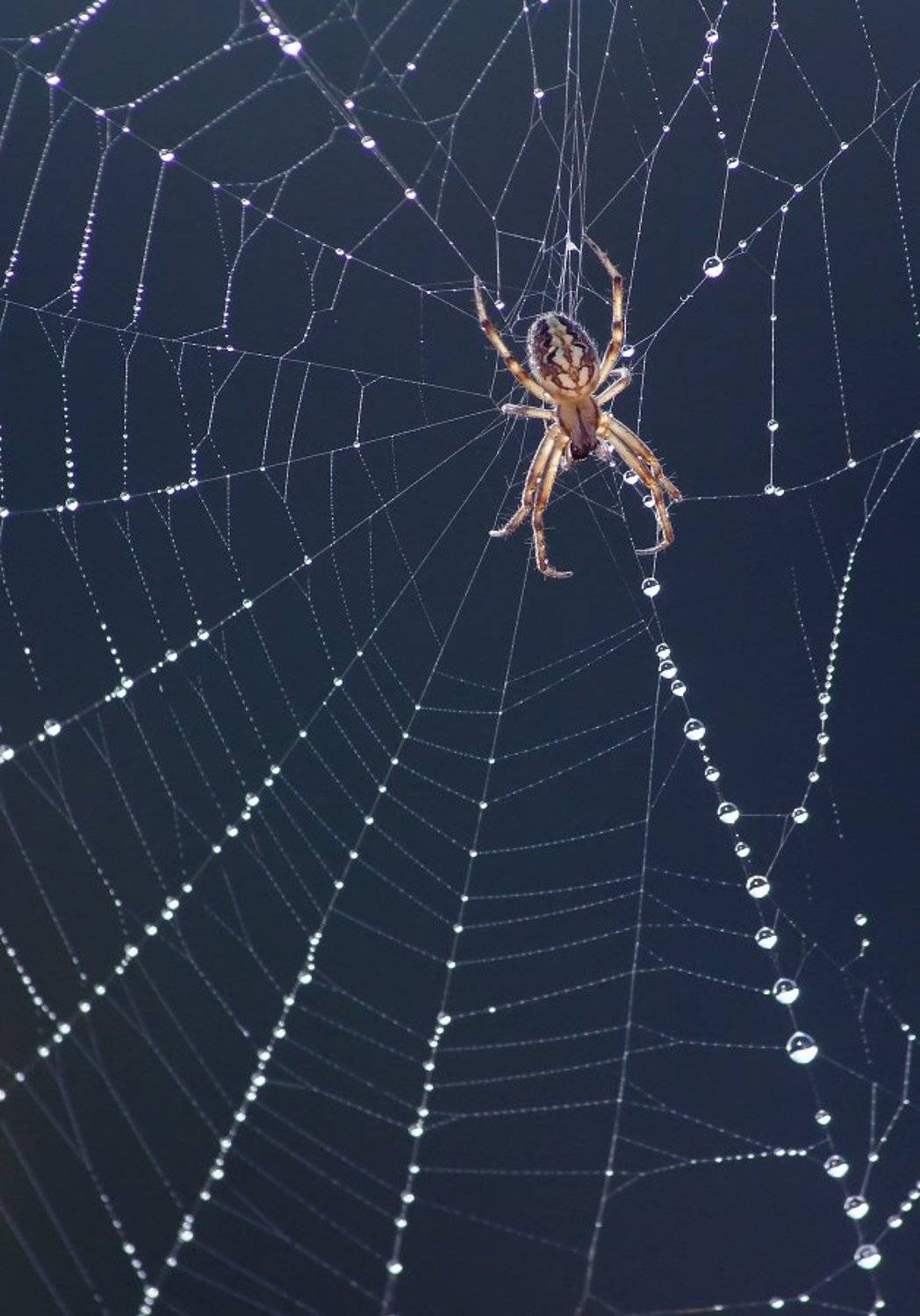 , Чепленко Алексей