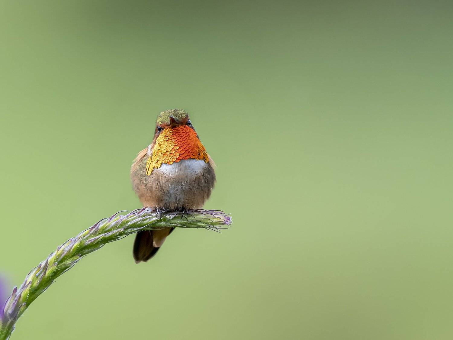 , Fernando Burgalin Sequeira