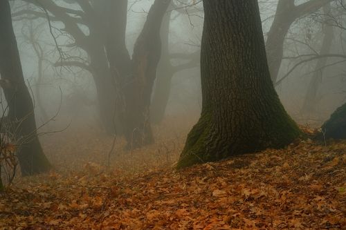 В дубовой роще