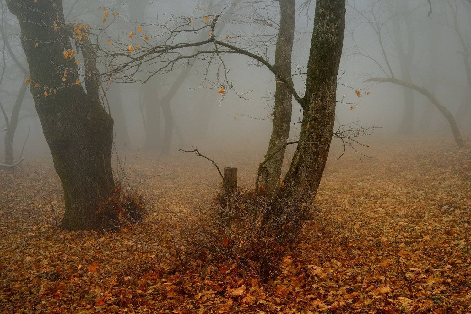осень листва утро деревья туман, Александр Жарников