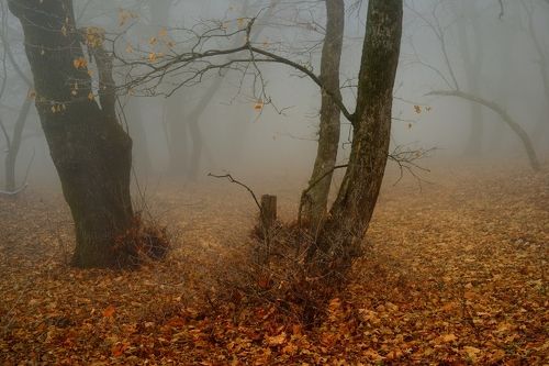 Туманное утро