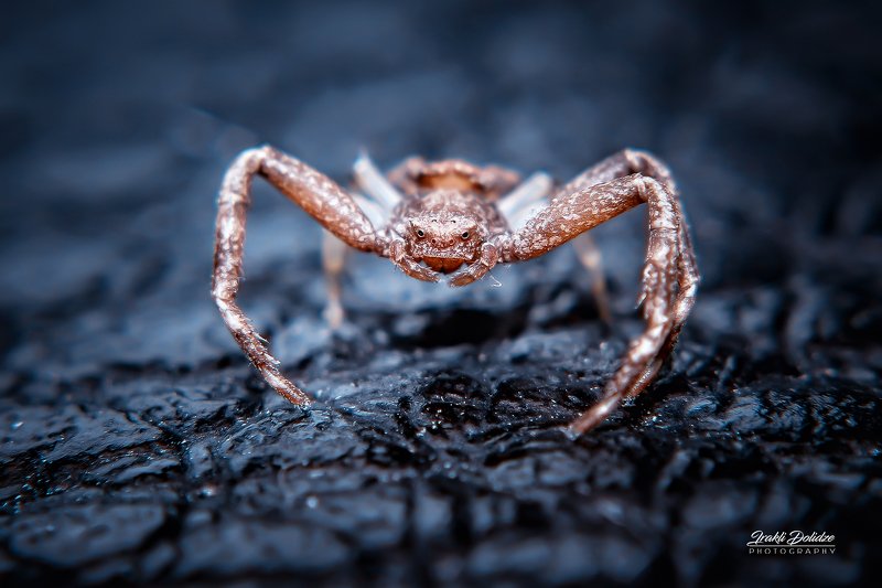 macro, spider, nature, closeup, close-up little spider фото превью
